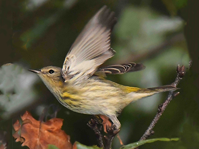 Cape May Warbler by Alan Lenk